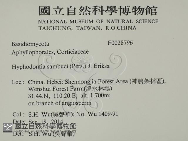 冇骨消絲齒菌藏品圖，第2張