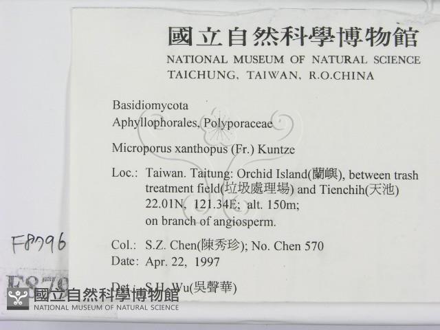 黄柄小孔菌藏品圖，第2張