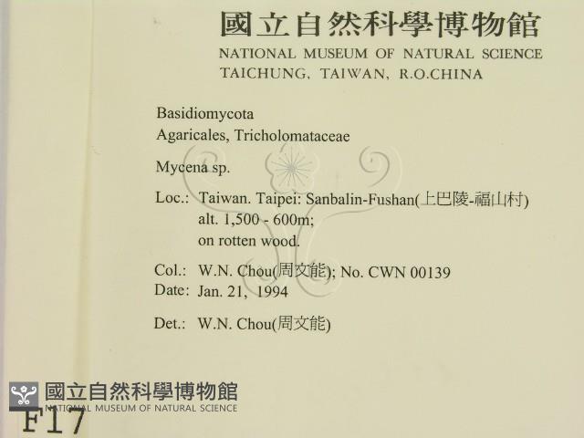 小菇屬藏品圖，第2張