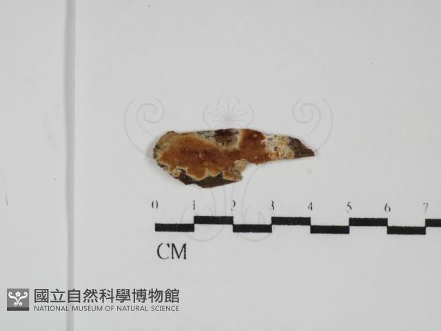 登錄號:F0031796藏品圖，第1張