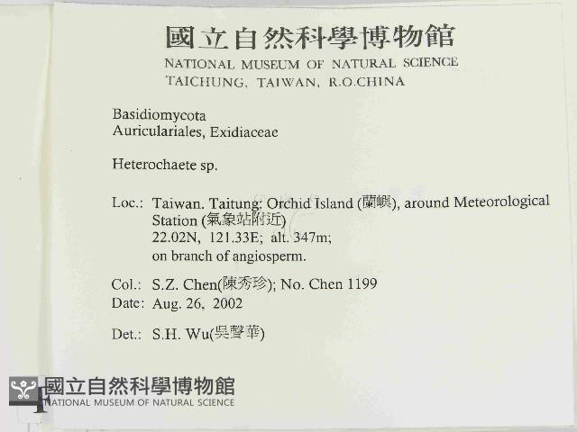 刺皮菌屬藏品圖，第2張