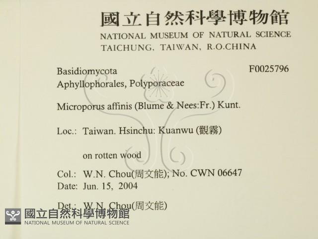 相鄰小孔菌藏品圖，第2張