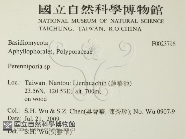 多年臥孔菌屬藏品圖，第2張