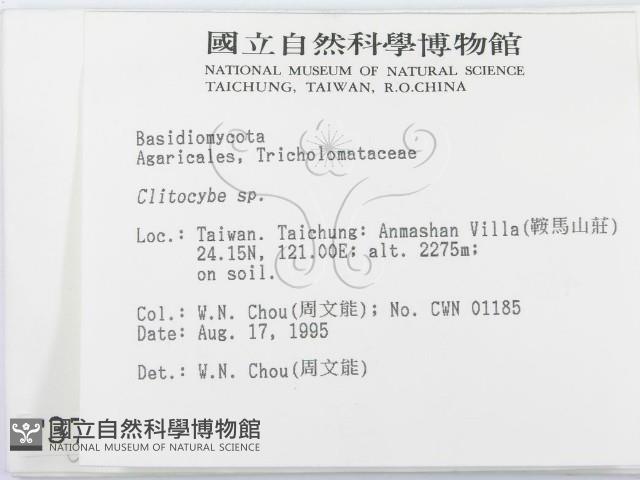 杯傘屬藏品圖，第2張