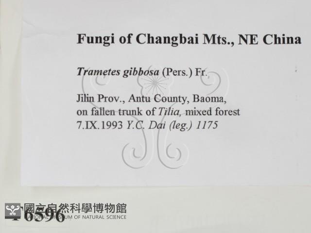 偏腫栓菌藏品圖，第2張