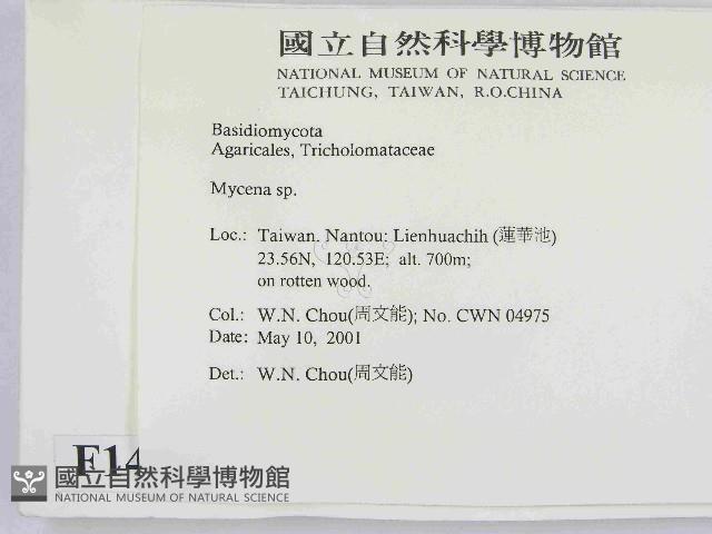 小菇屬藏品圖，第2張