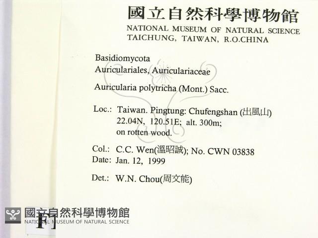 毛木耳藏品圖，第2張