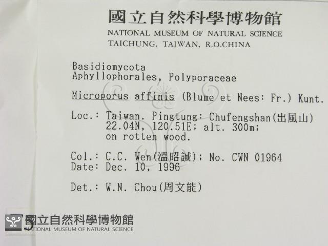 相鄰小孔菌藏品圖，第2張