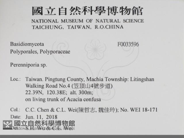 多年臥孔菌屬藏品圖，第2張