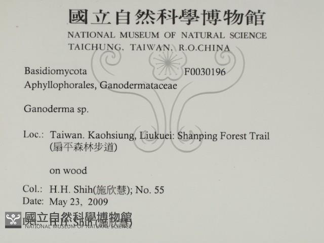 靈芝屬藏品圖，第2張