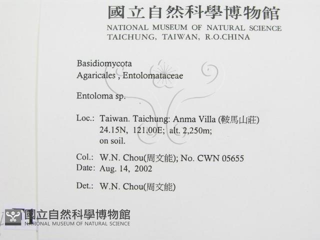 粉褶菌屬藏品圖，第2張