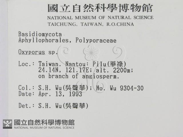 銳孔菌屬藏品圖，第2張
