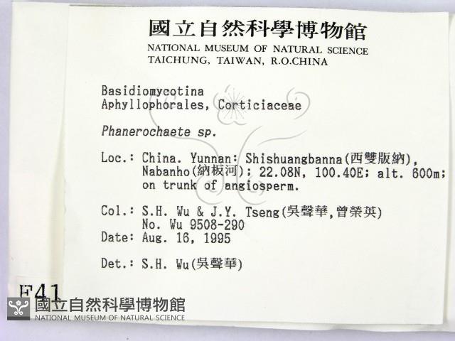 顯絲菌屬藏品圖，第2張