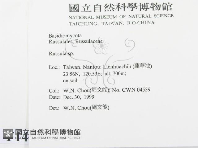 紅菇屬藏品圖，第2張