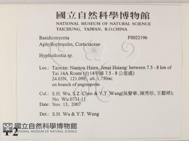 絲齒菌屬藏品圖，第2張