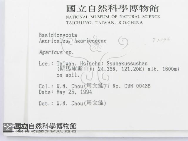 傘菌屬藏品圖，第2張