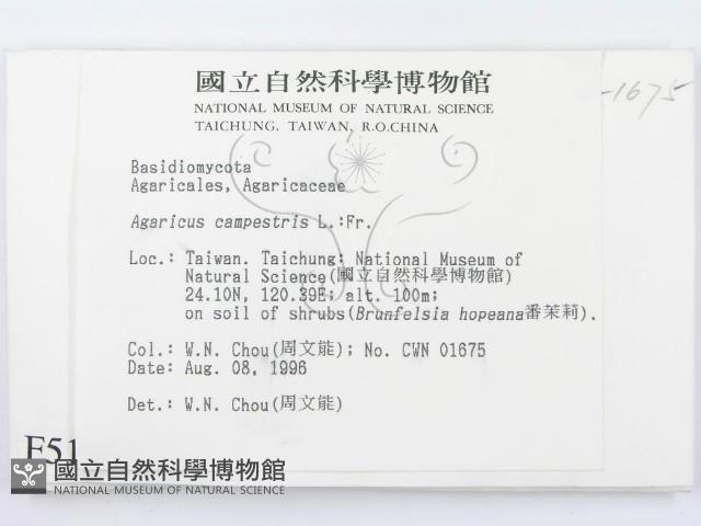 蘑菇藏品圖，第2張