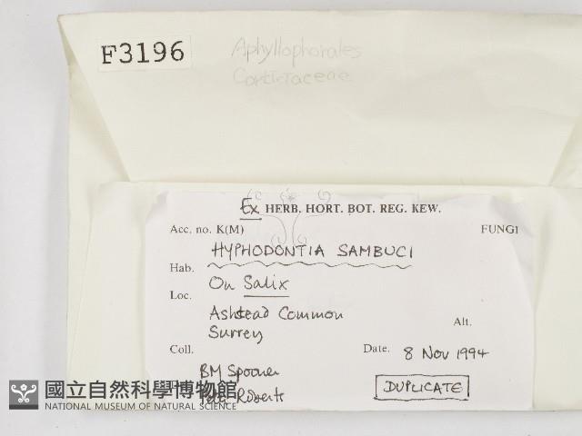 冇骨消絲齒菌藏品圖，第2張