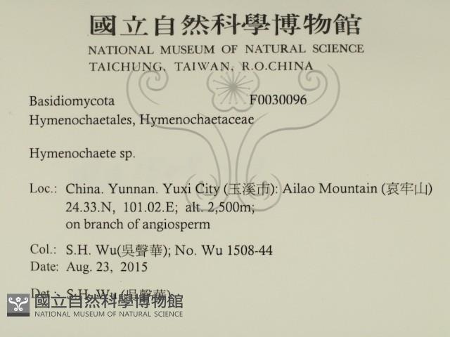 刺革菌屬藏品圖，第2張