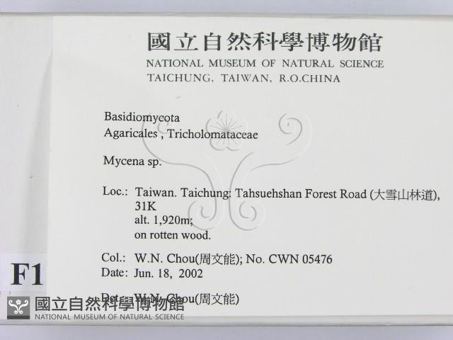 小菇屬藏品圖，第2張