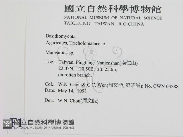 小皮傘屬藏品圖，第2張