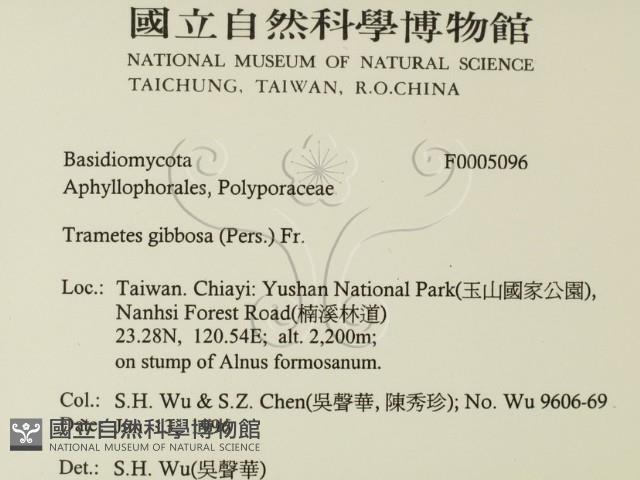 偏腫栓菌藏品圖，第2張