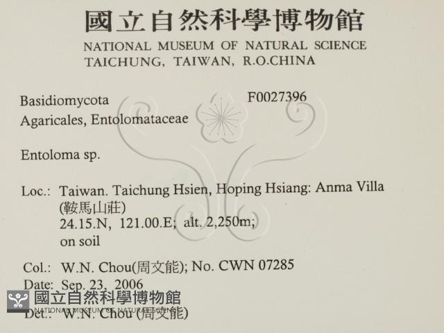 粉褶菌屬藏品圖，第2張