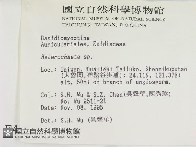 刺皮菌屬藏品圖，第2張