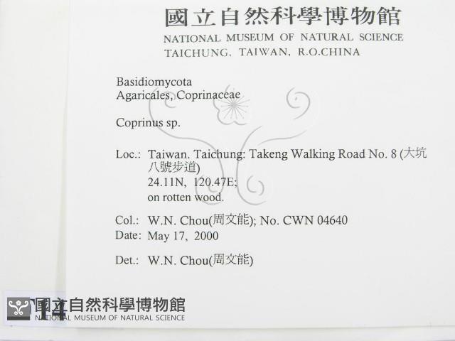 鬼傘屬藏品圖，第2張