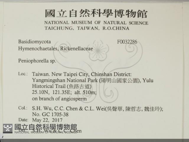 擬筍殼菌屬藏品圖，第2張