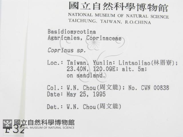 鬼傘屬藏品圖，第2張