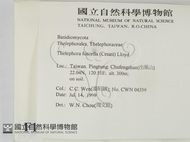 棕色革菌藏品圖，第2張