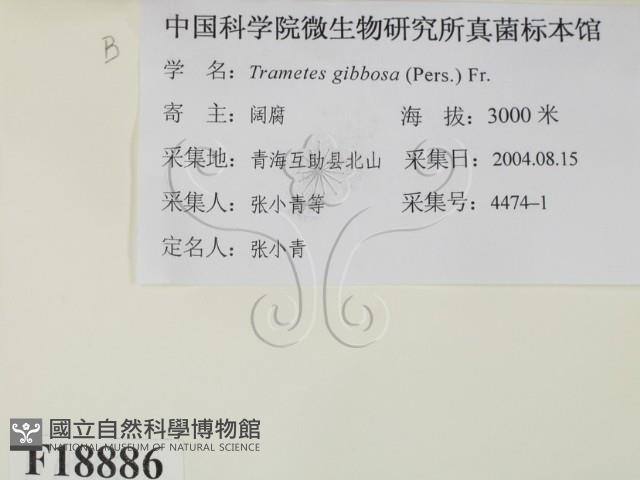 偏腫栓菌藏品圖，第2張