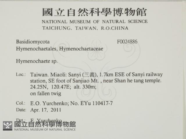 刺革菌屬藏品圖，第2張