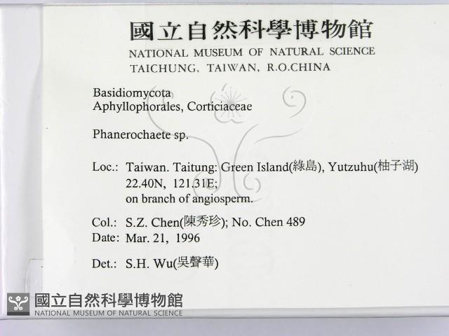 顯絲菌屬藏品圖，第2張