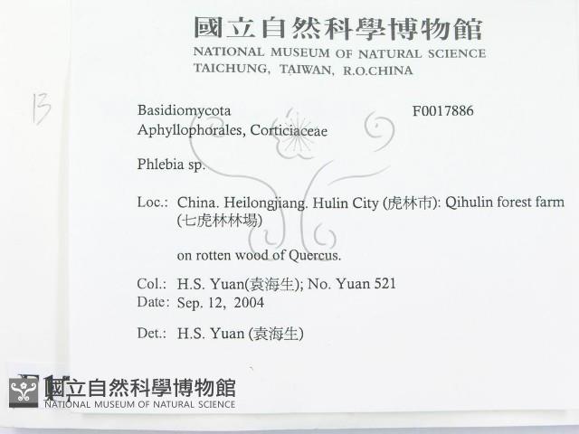 射脈菌屬藏品圖，第2張