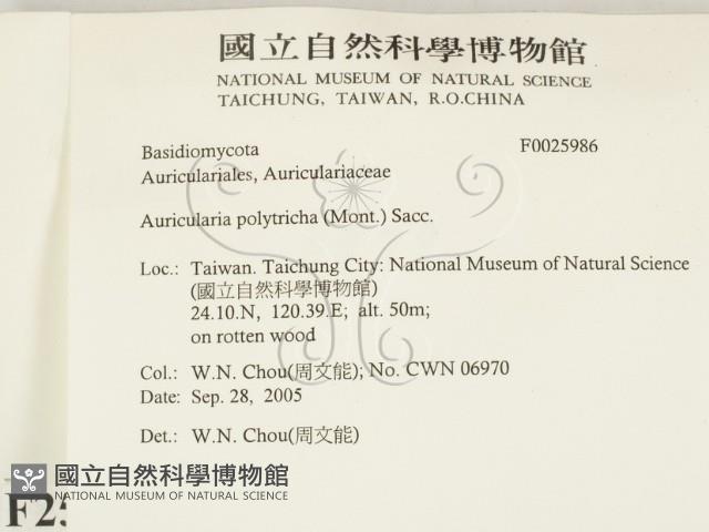 毛木耳藏品圖，第2張