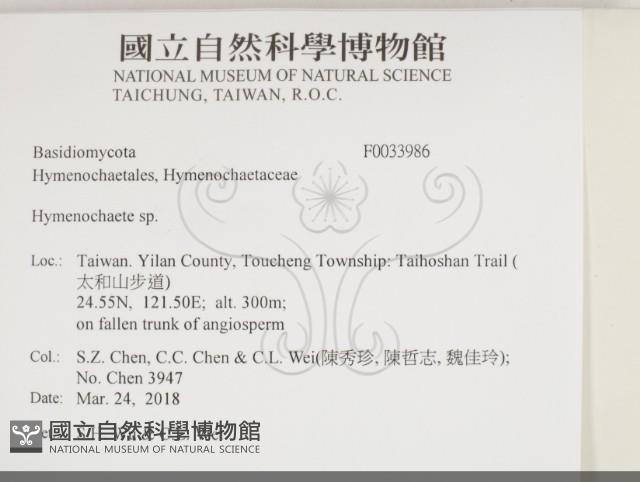刺革菌屬藏品圖，第2張
