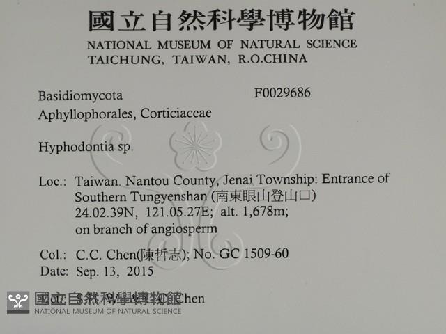 絲齒菌屬藏品圖，第2張