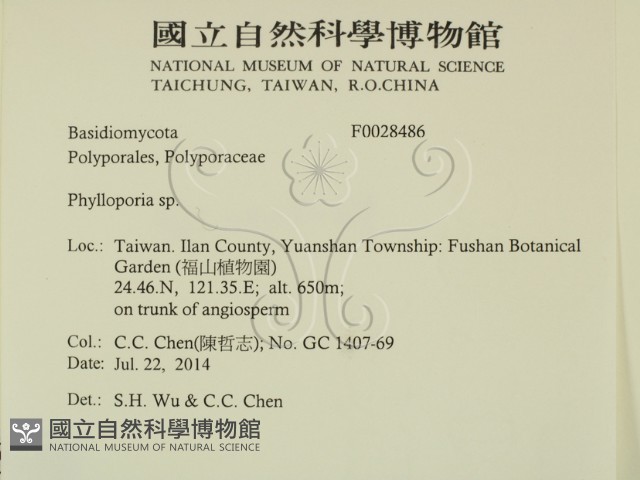 葉孔菌屬藏品圖，第2張