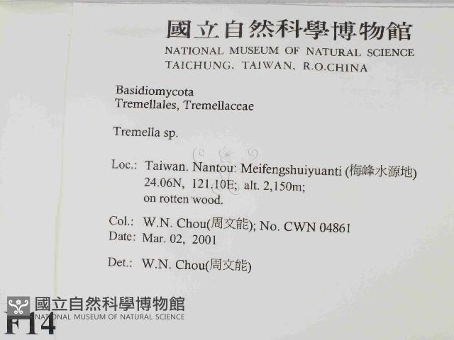 銀耳屬藏品圖，第2張