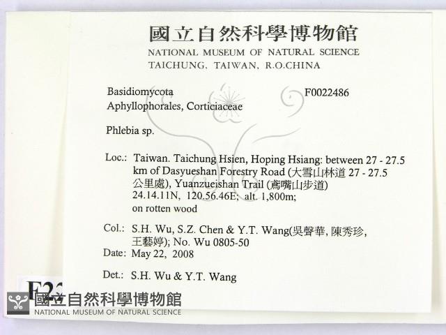 射脈菌屬藏品圖，第2張