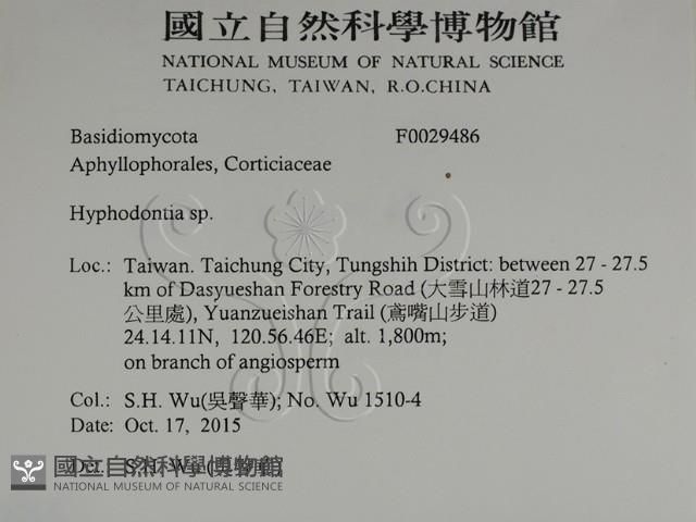 絲齒菌屬藏品圖，第2張