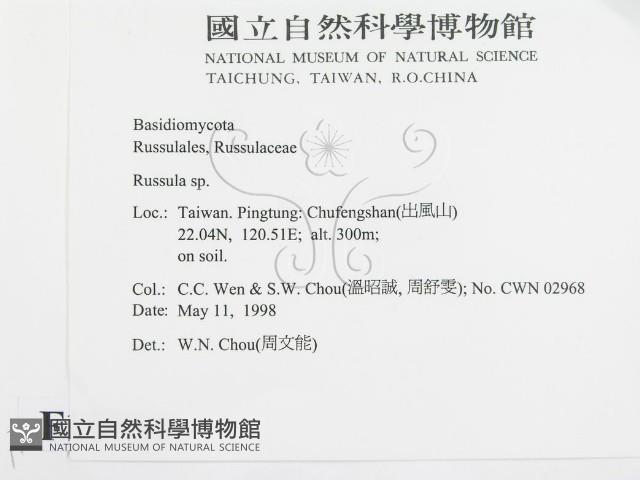 紅菇屬藏品圖，第2張