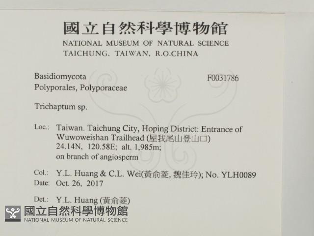 附毛菌屬藏品圖，第2張