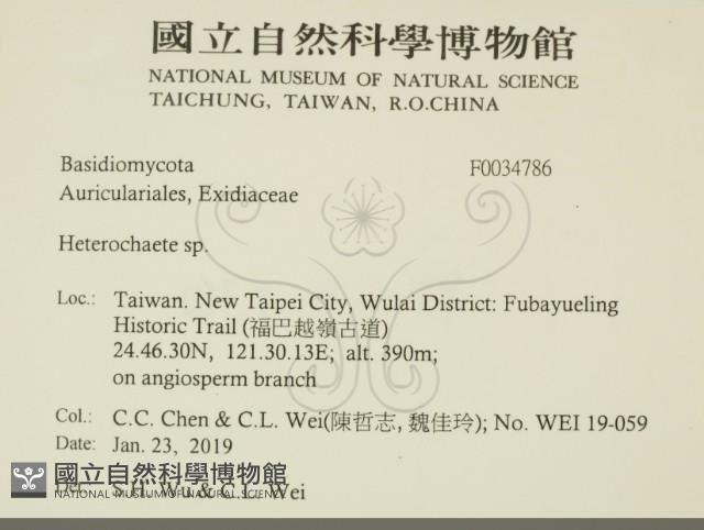 刺皮菌屬藏品圖，第2張