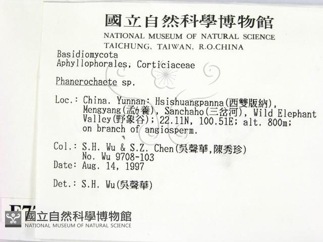 顯絲菌屬藏品圖，第2張