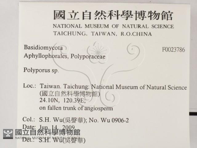 多孔菌屬藏品圖，第2張