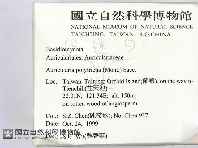 毛木耳藏品圖，第2張