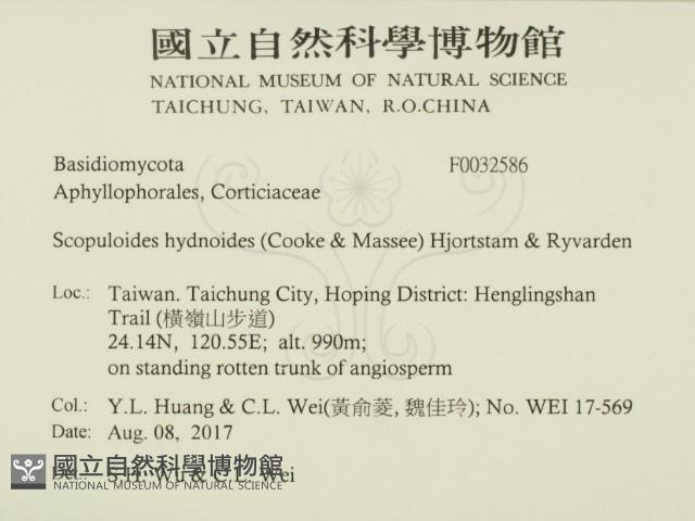 銳岩菌屬藏品圖，第2張